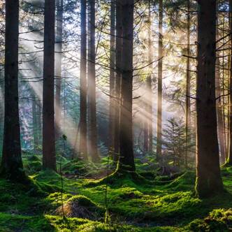 Camping près de Brocéliande