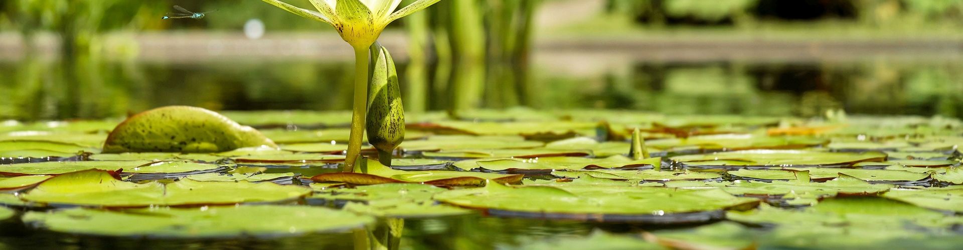 Nénuphar cours d'eau