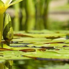 Camping Étang de Thau