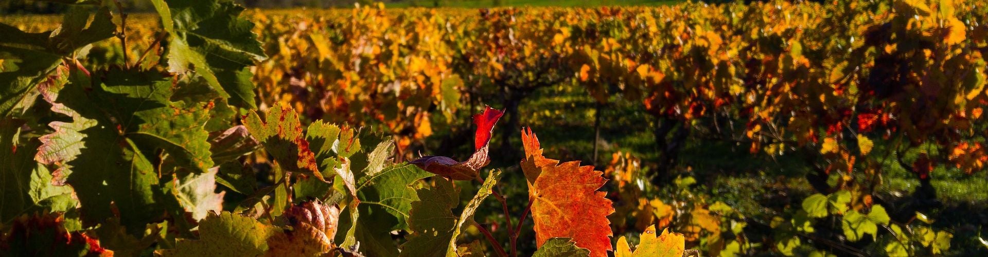 Hérault vignoble automne ceps cépage
