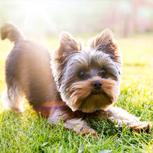 Eén toegelaten hond (-10 kg / niet in 1e of 2e categorie) tot Camping Bon Port tot Lunel Homair