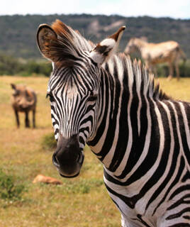 Zèbre au Safari de Peaugres en Ardèche