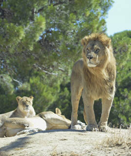 Lions dans la réserve africaine de Sigean