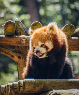 Panda roux du Zoo de la Palmyre, en Charente Maritime