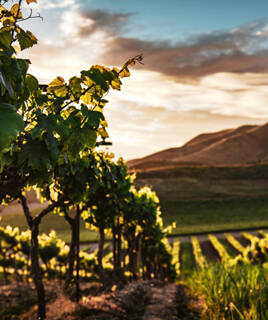 Vignoble de l'Hérault