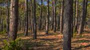 Forêt des landes de Gascognes