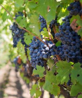 Grappe de raisin de syrah à Bandol