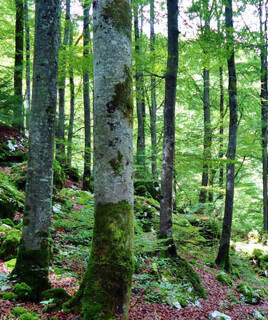 La forêt verdoyante des Couloumates, dans les Pyrénées-Orientales