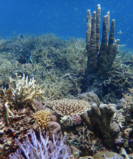 Plongée dans les fonds marins de la Méditerranée, en Espagne