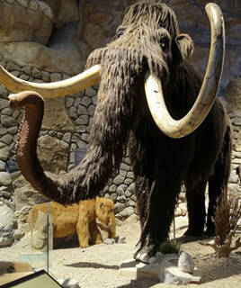Reproduction de mammouth au musée