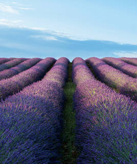 Plateau de Valensole
