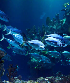 Aquarium de Biarritz