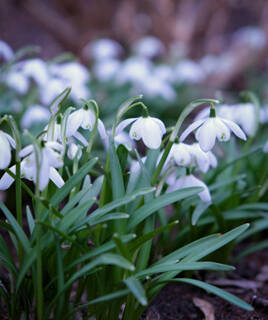 Ontdek de botanische tuin Homair