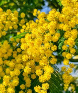 Mimosas en fleur