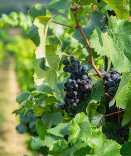 Domaine viticole Bormes les Mimosas