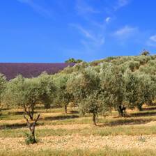 Camping Bouches du Rhône