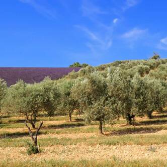 Camping dans les Bouches du Rhône