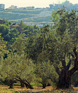 Oliviers de Provence