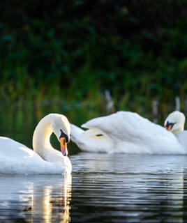 Le marais des oiseaux