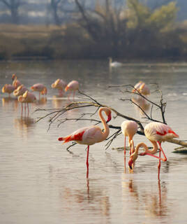 Flamants roses en Camargue