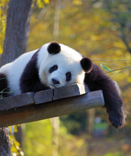 Panda au zoo de Beauval