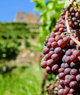 Vignes d'un domaine viticole