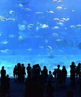 l'Océanopolis Brest en Bretagne