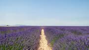 Les lavandes du Plateau de Valensole