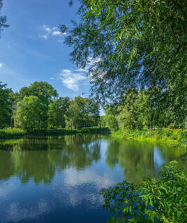 Paysage naturel luxuriant de l'île du Rohrschollen dans le Bas Rhin, Alsace