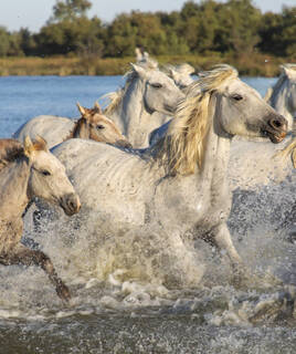 Balade à cheval au bord de plage