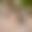 NT(es|HV):common.campsite Para los perros