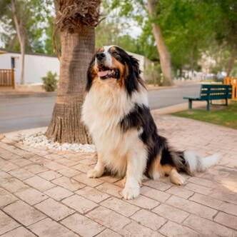 Dog-friendly campsite