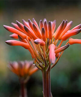 Die Natur genießen Homair