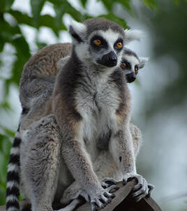 Descubrir las mejores atracciones para niños Homair