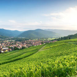 Alsace : Vignobles verdoyants en terrasses descendant vers un village avec une église au clocher pointu, le tout encadré par des collines et des montagnes sous un ciel bleu clair.