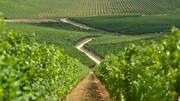 Vue sur les vignes de la route des Vins d'Alsace