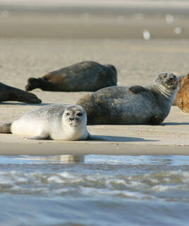 Phoques de la baie de Somme