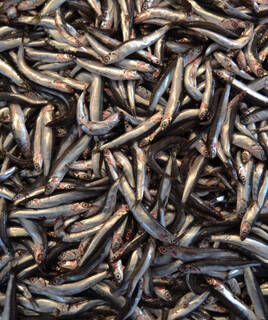 Anchois de Collioure