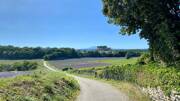 Chemin de campagne en Drôme provençale avec des champs de lavande et le château de Grignan au loin, sous un ciel bleu.