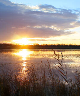 Paysage du Parc Naturel des Aiguamolls