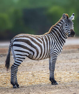Zèbre adulte debout de profil, regardant vers la droite, avec son pelage rayé noir et blanc distinctif, dans un environnement sec et dégagé qui pourrait être le Parc Zoologique de Fréjus.