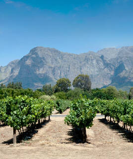 Rangées de vignes verdoyantes dans un vignoble ensoleillé près de Fréjus, avec de majestueuses montagnes en arrière-plan sous un ciel bleu clair.