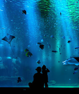 Deel activiteiten met het gezin Homair