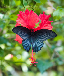 Papillon au Naturospace