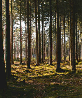 La forêt des Landes