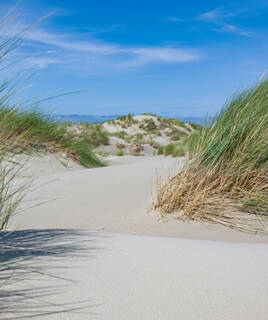 Paysage de dunes de sable couvertes d'herbes de la Réserve Naturelle des Dunes et Marais