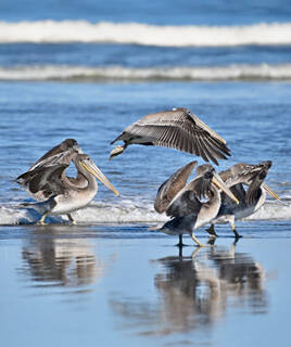 Wandelen en fietsen door het idyllische landschap van Île de Ré Homair