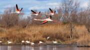 Vol de flamants roses au-dessus d'un étang, avec d'autres flamants et un héron dans l'eau, dans le Parc Naturel Régional de Camargue.