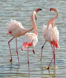 Trois flamants roses se tenant dans l'eau, avec leurs cous formant des cœurs, au Parc Ornithologique de Pont de Gau.