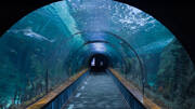 Un tunnel sous-marin avec un requin nageant au-dessus, à l'Aquarium de La Rochelle.